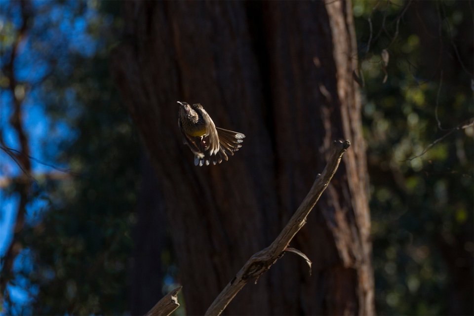 wattle flight